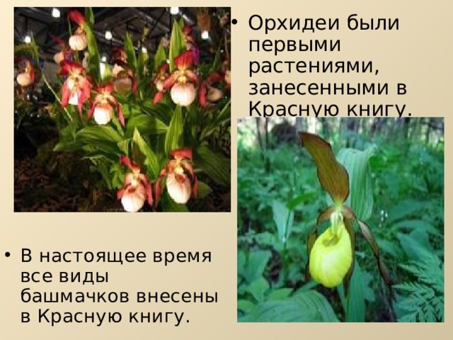 Орхидеи были первыми растениями, занесенными в Красную книгу. В настоящее время все виды башмачков внесены в Красную книгу. 
