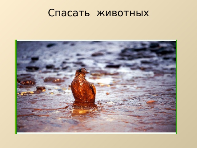 Спасать животных   