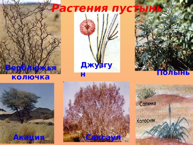 Растения пустынь Джузгун Верблюжья колючка Полынь Акация Саксаул 