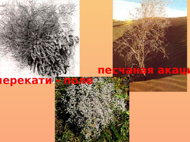 песчаная акация перекати - поле 