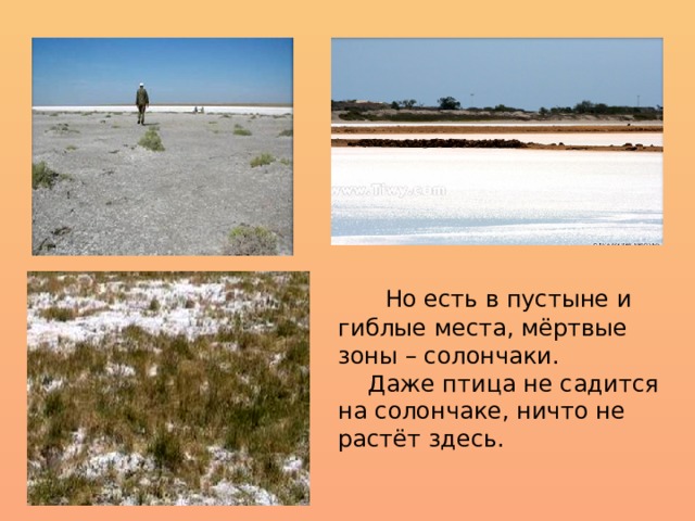  Но есть в пустыне и гиблые места, мёртвые зоны – солончаки.  Даже птица не садится на солончаке, ничто не растёт здесь. 