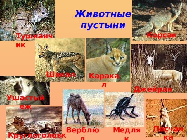 Животные пустыни Корсак Тушканчик Шакал Каракал Джейран Ушастый еж Песчанка Медляк Верблюд Круглоголовка 