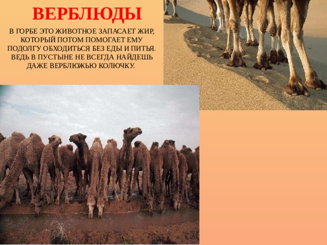 ВЕРБЛЮДЫ В ГОРБЕ ЭТО ЖИВОТНОЕ ЗАПАСАЕТ ЖИР, КОТОРЫЙ ПОТОМ ПОМОГАЕТ ЕМУ ПОДОЛГУ ОБХОДИТЬСЯ БЕЗ ЕДЫ И ПИТЬЯ. ВЕДЬ В ПУСТЫНЕ НЕ ВСЕГДА НАЙДЕШЬ ДАЖЕ ВЕРБЛЮЖЬЮ КОЛЮЧКУ. Верблюды  в горбе это животное запасает жир, который потом помогает ему подолгу обходиться без еды и питья. Ведь в пустыне не всегда найдешь даже верблюжью колючку. А не пить верблюд может до 10 дней. 
