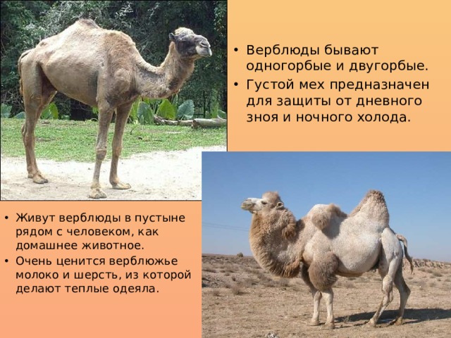 Верблюды бывают одногорбые и двугорбые. Густой мех предназначен для защиты от дневного зноя и ночного холода. Живут верблюды в пустыне рядом с человеком, как домашнее животное. Очень ценится верблюжье молоко и шерсть, из которой делают теплые одеяла. 