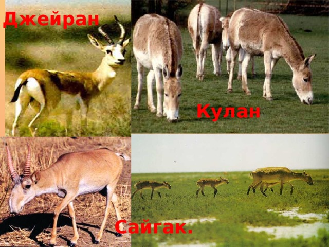 Джейран Кулан Сайгак. 