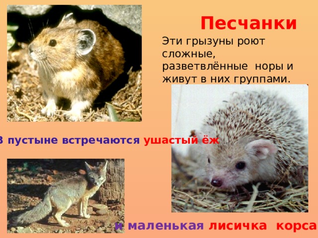 Песчанки Эти грызуны роют сложные, разветвлённые норы и живут в них группами. В пустыне встречаются  ушастый ёж и  маленькая лисичка корсак 