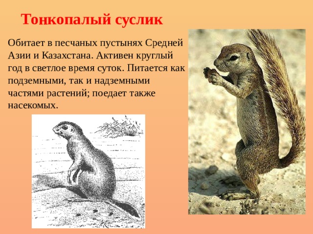 Тонкопалый суслик Обитает в песчаных пустынях Средней Азии и Казахстана. Активен круглый год в светлое время суток. Питается как подземными, так и надземными частями растений; поедает также насекомых. 