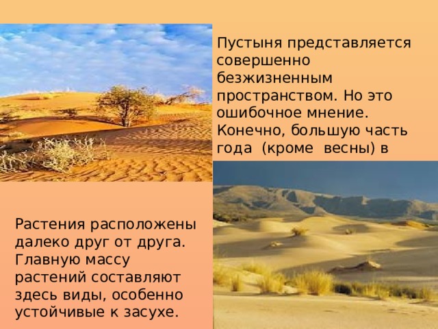 Пустыня представляется совершенно безжизненным пространством. Но это ошибочное мнение. Конечно, большую часть года (кроме весны) в пустынях отсутствует сплошной травянистый покров. Растения расположены далеко друг от друга. Главную массу растений составляют здесь виды, особенно устойчивые к засухе. 