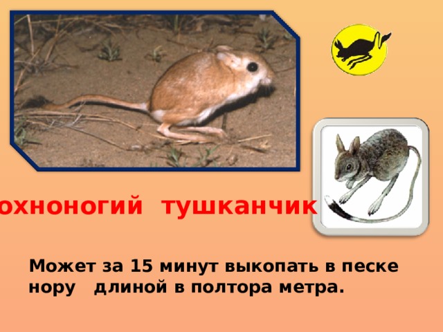 Мохноногий тушканчик Может за 15 минут выкопать в песке нору длиной в полтора метра. 
