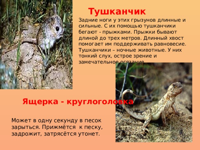 Тушканчик Задние ноги у этих грызунов длинные и сильные. С их помощью тушканчики бегают - прыжками. Прыжки бывают длиной до трех метров. Длинный хвост помогает им поддерживать равновесие. Тушканчики – ночные животные. У них тонкий слух, острое зрение и замечательное осязание. Ящерка - круглоголовка Может в одну секунду в песок зарыться. Прижмётся к песку, задрожит, затрясётся утонет.  