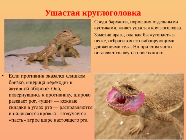 Ушастая круглоголовка   Среди барханов, поросших отдельными кустиками, живет ушастая круглоголовка. Заметив врага, она как бы «утопает» в песке, отбрасывая его вибрирующими движениями тела. Но при этом часто оставляет голову на поверхности. Если противник оказался слишком близко, ящерица переходит к активной обороне. Она, повернувшись к противнику, широко разевает рот, «уши» — кожные складки в углах рта — расправляются и наливаются кровью. Получается «пасть» втрое шире настоящего рта. 