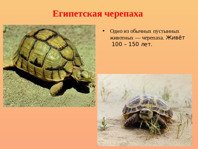 Египетская черепаха   Одно из обычных пустынных животных — черепаха. Живёт 100 – 150 лет. 