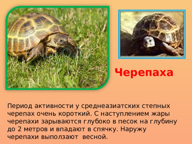 Черепаха Период активности у среднеазиатских степных черепах очень короткий. С наступлением жары черепахи зарываются глубоко в песок на глубину до 2 метров и впадают в спячку. Наружу черепахи выползают весной. 