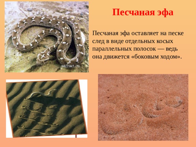 Песчаная эфа Песчаная эфа оставляет на песке след в виде отдельных косых параллельных полосок — ведь она движется «боковым ходом». 
