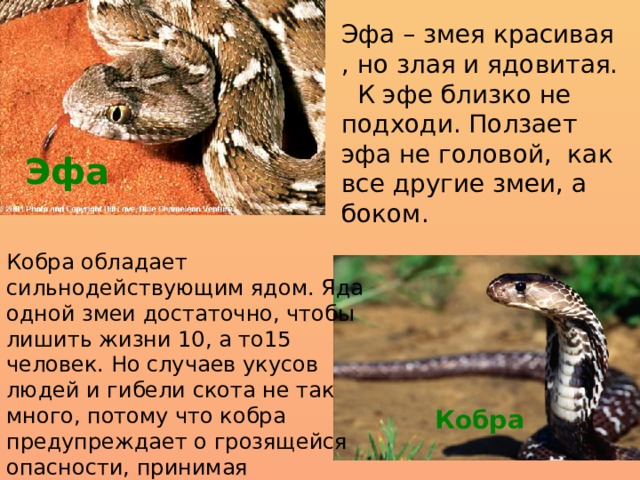 Эфа – змея красивая , но злая и ядовитая. К эфе близко не подходи. Ползает эфа не головой, как все другие змеи, а боком. Эфа Кобра обладает сильнодействующим ядом. Яда одной змеи достаточно, чтобы лишить жизни 10, а то15 человек. Но случаев укусов людей и гибели скота не так много, потому что кобра предупреждает о грозящейся опасности, принимая характерную позу. Кобра 