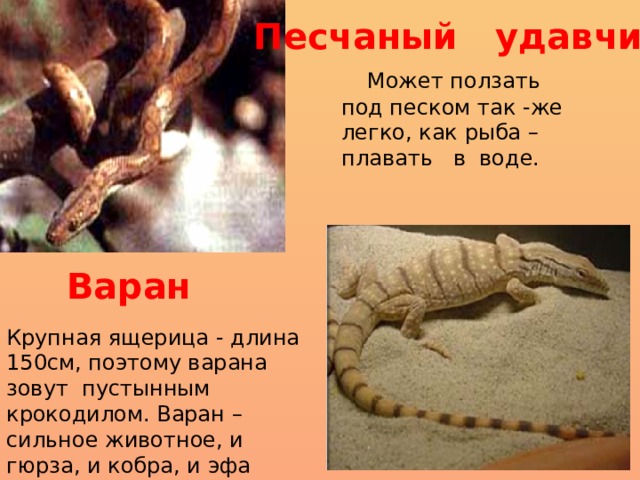 Песчаный удавчик  Может ползать под песком так -же легко, как рыба – плавать в воде. Варан Крупная ящерица - длина 150см, поэтому варана зовут пустынным крокодилом. Варан – сильное животное, и гюрза, и кобра, и эфа избегают встреч с ним. 