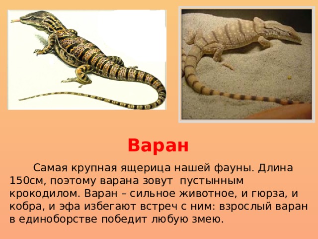 Варан  Самая крупная ящерица нашей фауны. Длина 150см, поэтому варана зовут пустынным крокодилом. Варан – сильное животное, и гюрза, и кобра, и эфа избегают встреч с ним: взрослый варан в единоборстве победит любую змею.       