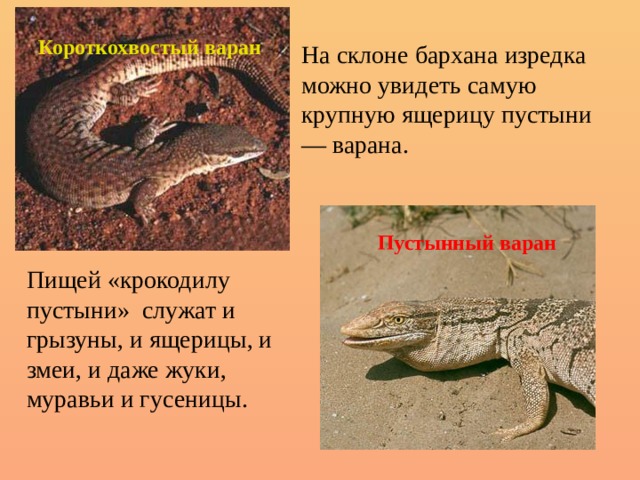 Короткохвостый варан На склоне бархана изредка можно увидеть самую крупную ящерицу пустыни — варана. Пустынный варан Пищей «крокодилу пустыни» служат и грызуны, и ящерицы, и змеи, и даже жуки, муравьи и гусеницы. 