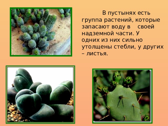  В пустынях есть группа растений, которые запасают воду в своей надземной части. У одних из них сильно утолщены стебли, у других – листья. 