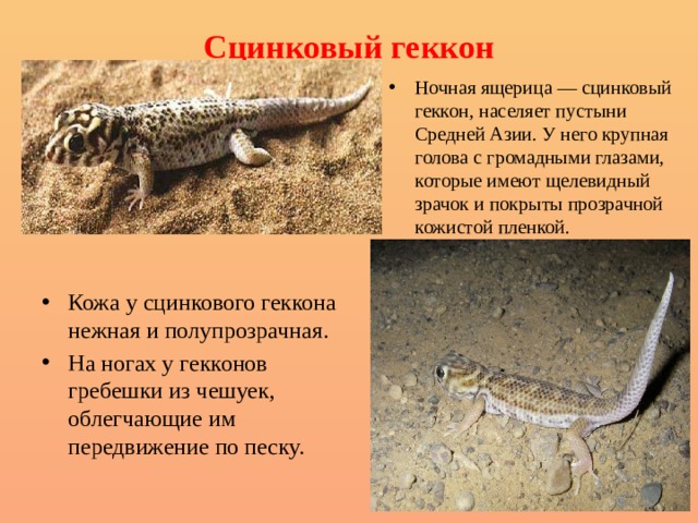 Сцинковый геккон   Ночная ящерица — сцинковый геккон, населяет пустыни Средней Азии. У него крупная голова с громадными глазами, которые имеют щелевидный зрачок и покрыты прозрачной кожистой пленкой. Кожа у сцинкового геккона нежная и полупрозрачная. На ногах у гекконов гребешки из чешуек, облегчающие им передвижение по песку. 