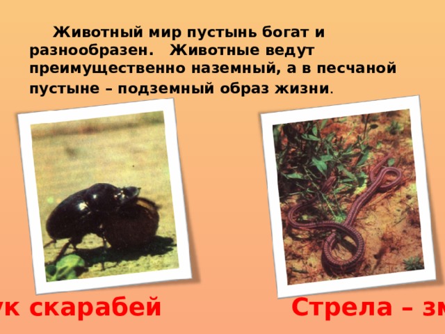  Животный мир пустынь богат и разнообразен. Животные ведут преимущественно наземный, а в песчаной пустыне – подземный образ жизни .  Жук скарабей Стрела – змея 