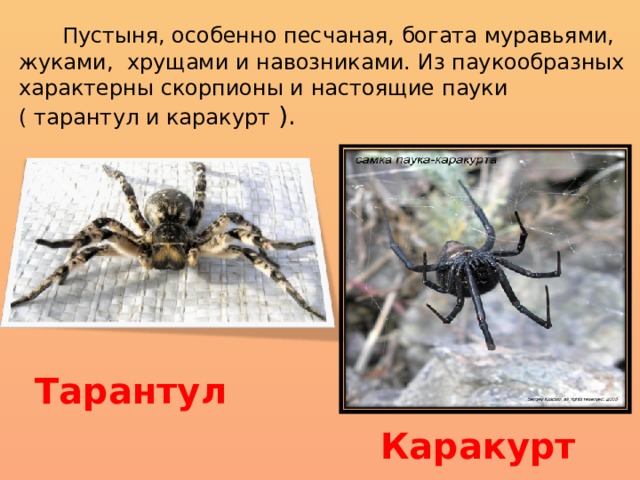  Пустыня, особенно песчаная, богата муравьями, жуками, хрущами и навозниками. Из паукообразных характерны скорпионы и настоящие пауки ( тарантул и каракурт ). Тарантул Каракурт 