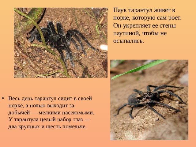 Паук тарантул живет в норке, которую сам роет. Он укрепляет ее стены паутиной, чтобы не осыпались. Весь день тарантул сидит в своей норке, а ночью выходит за добычей — мелкими насекомыми. У тарантула целый набор глаз — два крупных и шесть помельче. 