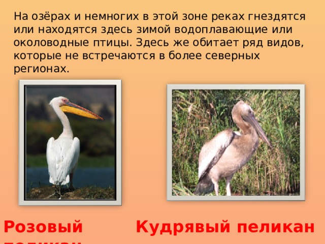На озёрах и немногих в этой зоне реках гнездятся или находятся здесь зимой водоплавающие или околоводные птицы. Здесь же обитает ряд видов, которые не встречаются в более северных регионах. Розовый пеликан Кудрявый пеликан 