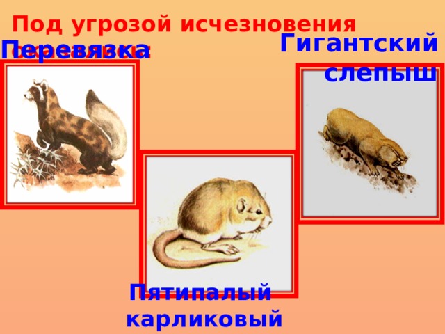 Под угрозой исчезновения оказались: Гигантский  слепыш Перевязка Пятипалый карликовый тушканчик 