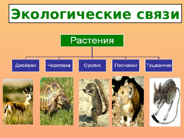 Экологические связи 
