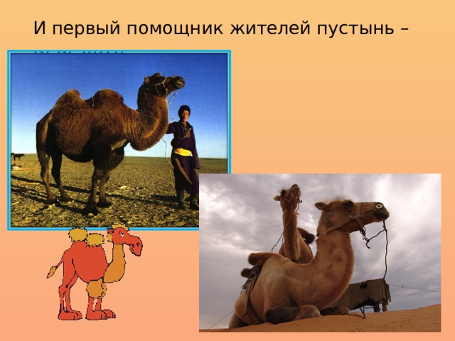 И первый помощник жителей пустынь – ВЕРБЛЮД.     