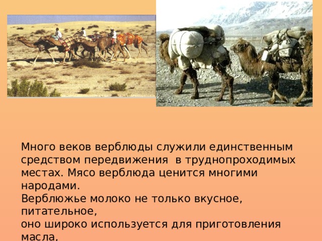 Много веков верблюды служили единственным средством передвижения в труднопроходимых местах. Мясо верблюда ценится многими народами. Верблюжье молоко не только вкусное, питательное, оно широко используется для приготовления масла, жира и молочных продуктов. Очень ценится верблюжья шерсть. 
