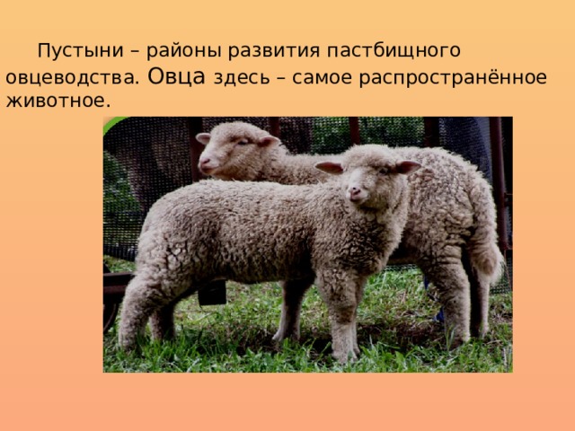  Пустыни – районы развития пастбищного овцеводства. Овца здесь – самое распространённое животное. 