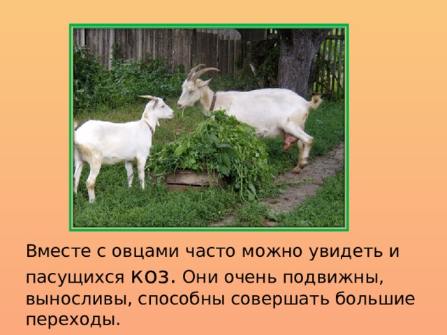 Вместе с овцами часто можно увидеть и пасущихся коз. Они очень подвижны, выносливы, способны совершать большие переходы. 