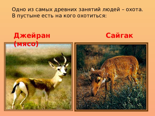 Одно из самых древних занятий людей – охота. В пустыне есть на кого охотиться: Джейран С айг ак (мясо) 