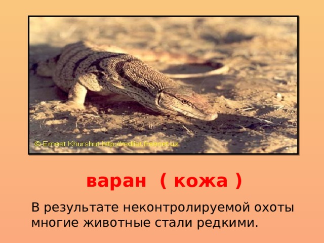 варан ( кожа ) В результате неконтролируемой охоты многие животные стали редкими. 