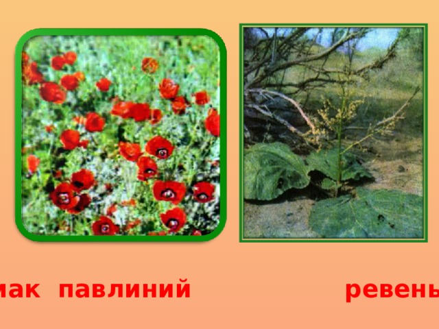 мак павлиний ревень 