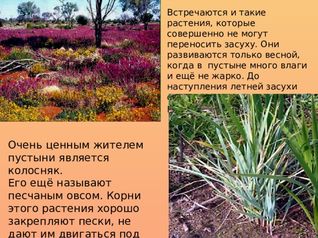 Встречаются и такие растения, которые совершенно не могут переносить засуху. Они развиваются только весной, когда в пустыне много влаги и ещё не жарко. До наступления летней засухи они успевают закончить своё развитие. Очень ценным жителем пустыни является колосняк. Его ещё называют песчаным овсом. Корни этого растения хорошо закрепляют пески, не дают им двигаться под действием ветра. 