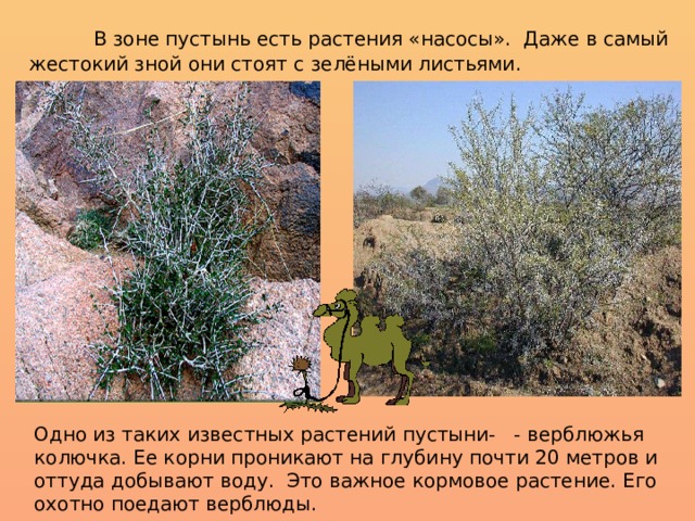  В зоне пустынь есть растения «насосы». Даже в самый жестокий зной они стоят с зелёными листьями. Одно из таких известных растений пустыни- - верблюжья колючка. Ее корни проникают на глубину почти 20 метров и оттуда добывают воду. Это важное кормовое растение. Его охотно поедают верблюды. 
