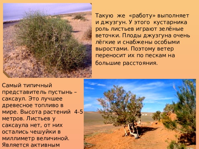 Такую же «работу» выполняет и джузгун. У этого кустарника роль листьев играют зелёные веточки. Плоды джузгуна очень лёгкие и снабжены особыми выростами. Поэтому ветер переносит их по пескам на большие расстояния.      Самый типичный представитель пустынь – саксаул. Это лучшее древесное топливо в мире. Высота растений 4-5 метров. Листьев у саксаула нет, от них остались чешуйки в миллиметр величиной. Является активным закрепителем песков. 