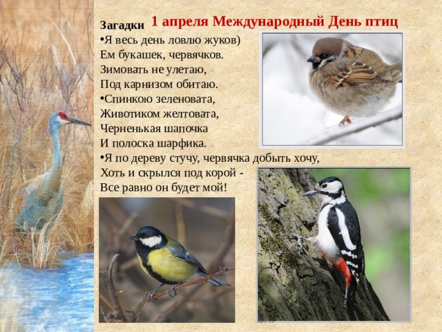 1 апреля Международный День птиц Загадки Я весь день ловлю жуков) Ем букашек, червячков. Зимовать не улетаю, Под карнизом обитаю. Спинкою зеленовата, Животиком желтовата, Черненькая шапочка И полоска шарфика. Я по дереву стучу, червячка добыть хочу,  Хоть и скрылся под корой -  Все равно он будет мой! 