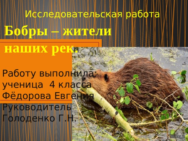  Исследовательская работа   Бобры – жители  наших рек. Работу выполнила: ученица 4 класса Фёдорова Евгения Руководитель Голоденко Г.Н. 
