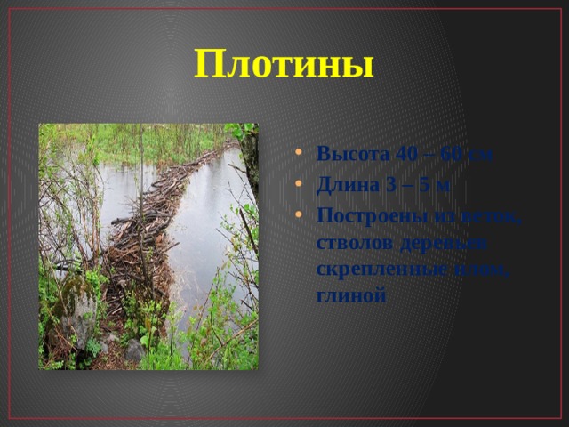 Плотины Высота 40 – 60 см Длина 3 – 5 м Построены из веток, стволов деревьев скрепленные илом, глиной 