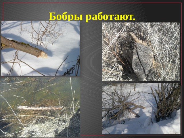 Бобры работают. 