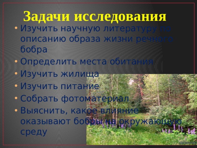 Задачи исследования Изучить научную литературу по описанию образа жизни речного бобра Определить места обитания Изучить жилища Изучить питание Собрать фотоматериал Выяснить, какое влияние оказывают бобры на окружающую среду 