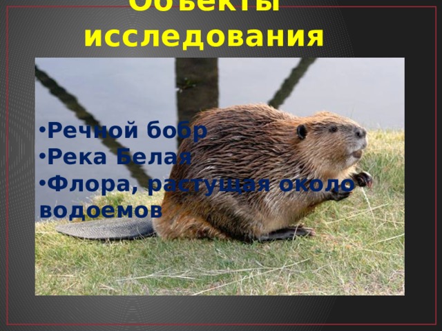 Объекты исследования Речной бобр Река Белая Флора, растущая около водоемов 