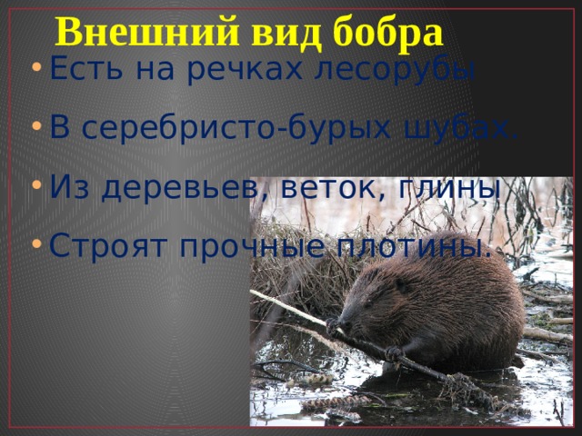 Внешний вид бобра Есть на речках лесорубы В серебристо-бурых шубах. Из деревьев, веток, глины Строят прочные плотины. 