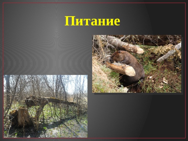 Питание 