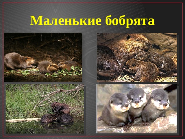 Маленькие бобрята 