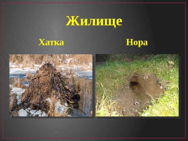 Жилище Хатка Нора   